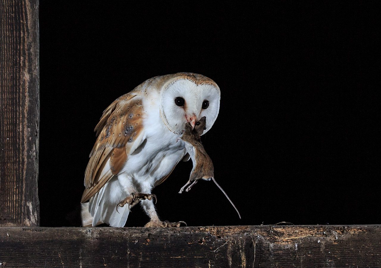 Barn Owl with Mouse