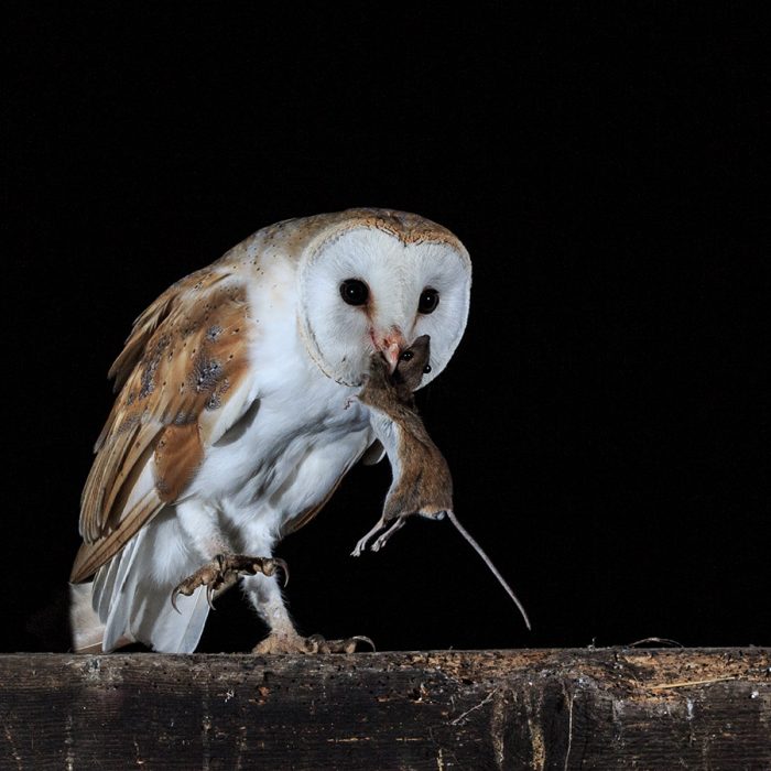 Barn Owl with Mouse