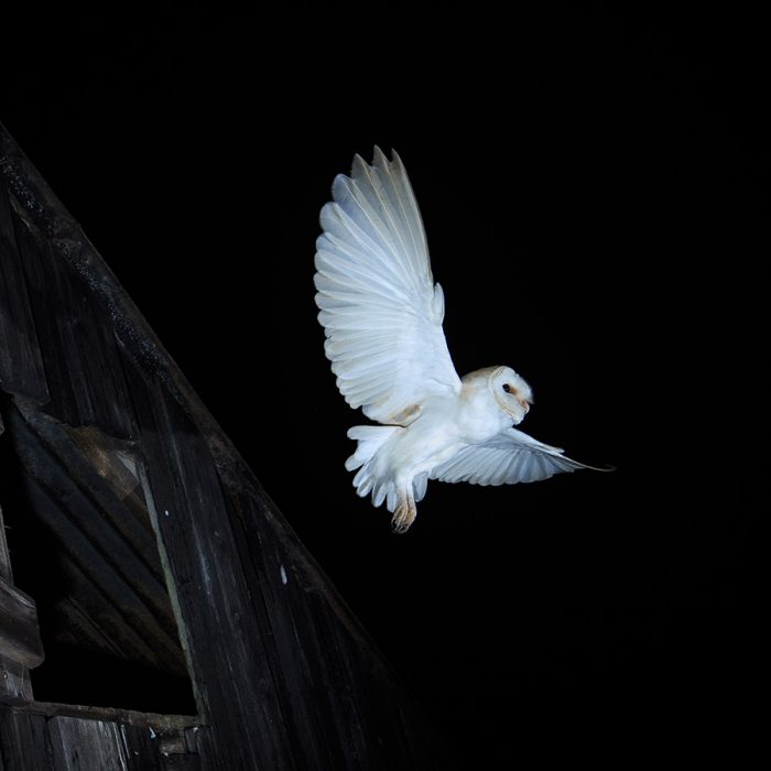 Barn Owl in Flight