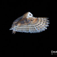 Barn Owl with Wing Detail