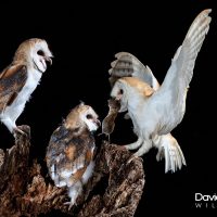 Barn Owl Feeding Young Owlets