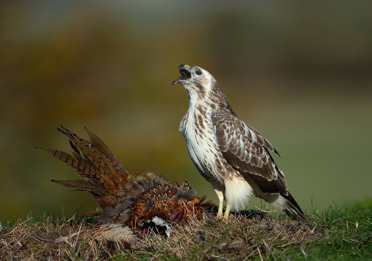 Buzzard with Prey