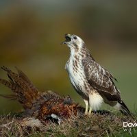 Buzzard with Prey