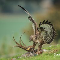 Buzzard on the Downs