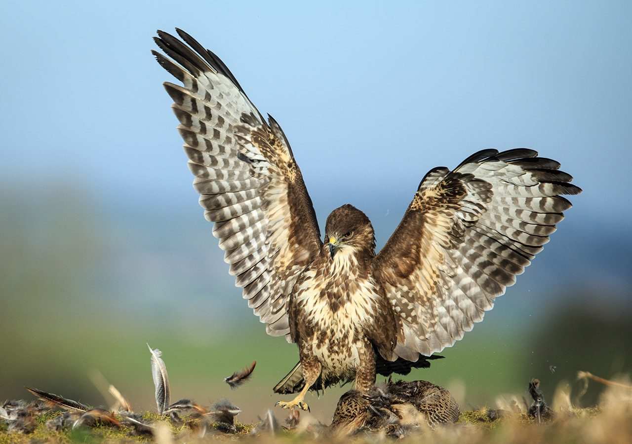 Buzzard Protecting it's Prey