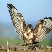 Buzzard Protecting it's Prey