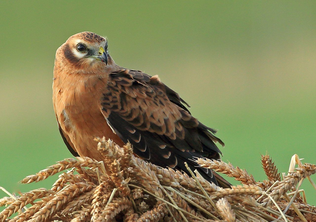 Montagu's harrier