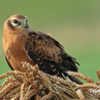 Montagu's harrier