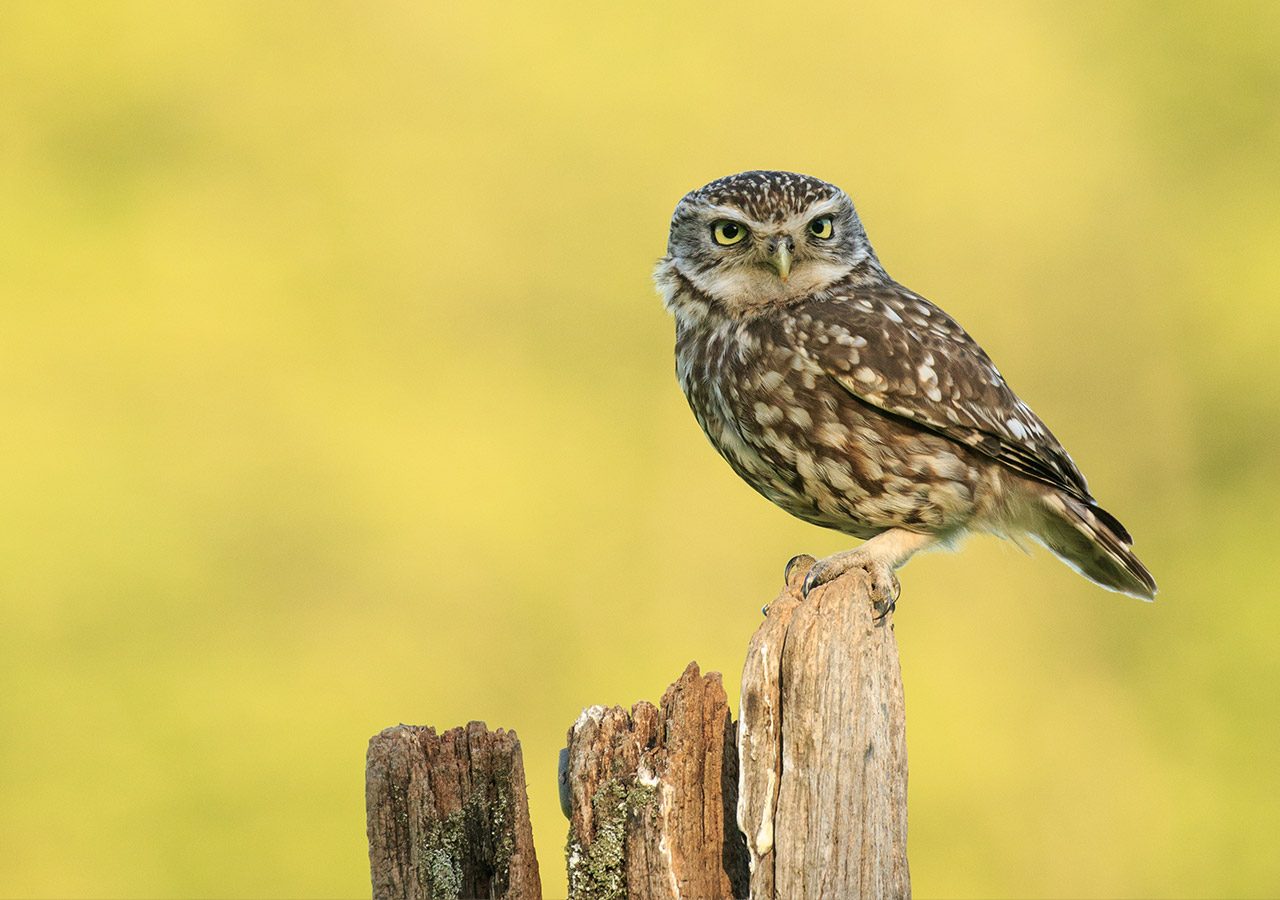 Little Owl Perched on a Post