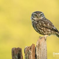 Little Owl Perched on a Post