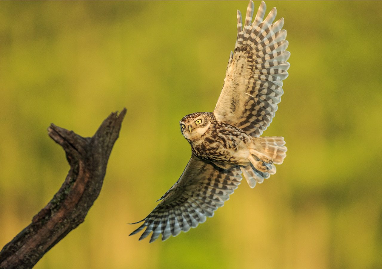 Little Owl in Flight