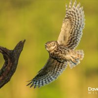 Little Owl in Flight