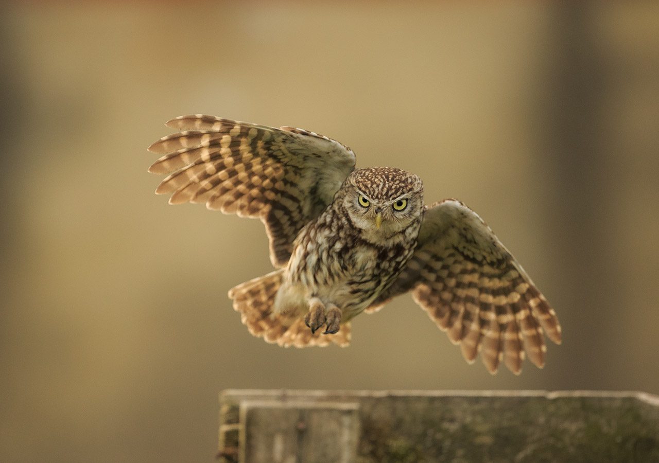 The Little Owl Hard Stare