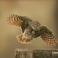 The Little Owl Hard Stare