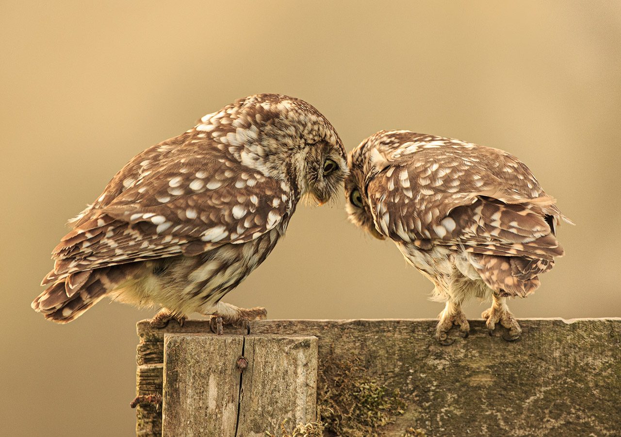 Little Owls