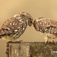 Little Owls