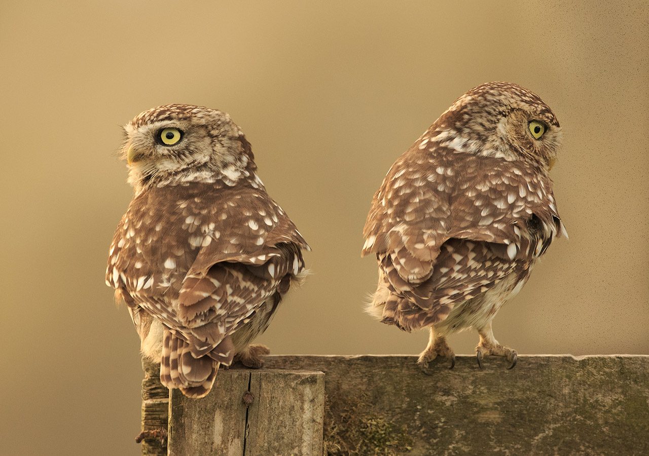 Little Owls