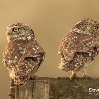 Little Owls