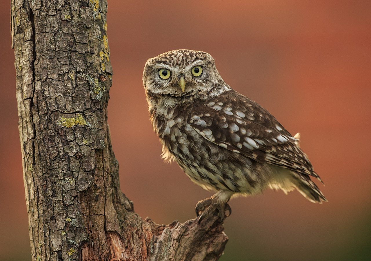 Little Owl Perched on a Branch