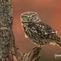 Little Owl Perched on a Branch