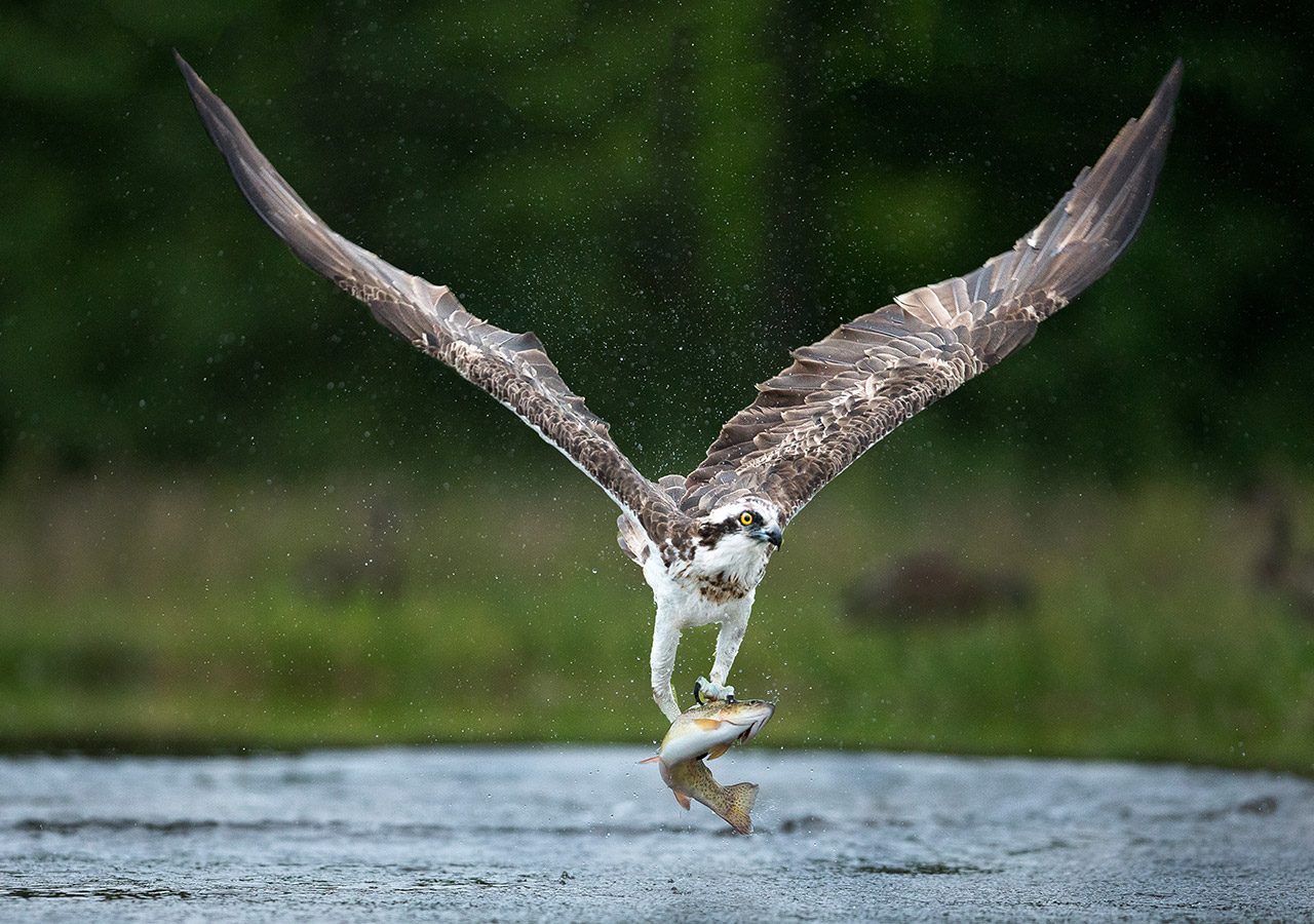 Osprey With Fish Catch