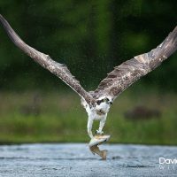 Osprey With Fish Catch