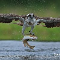 Osprey Close Up