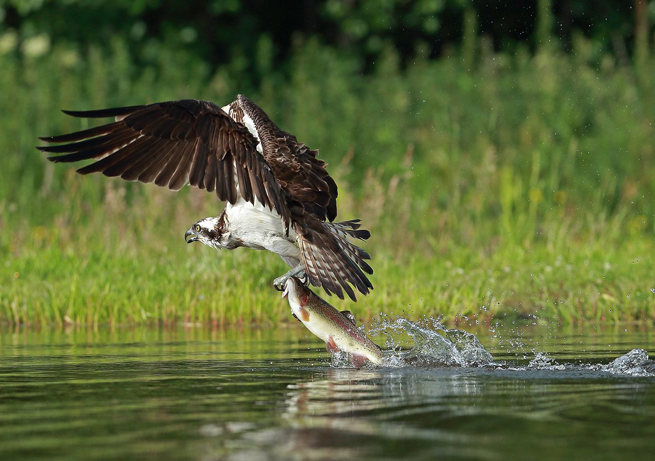 Osprey Take Off