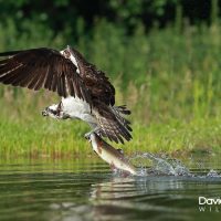 Osprey Take Off