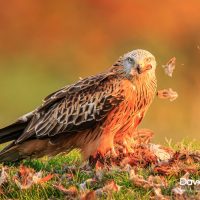 Red Kite With Prey