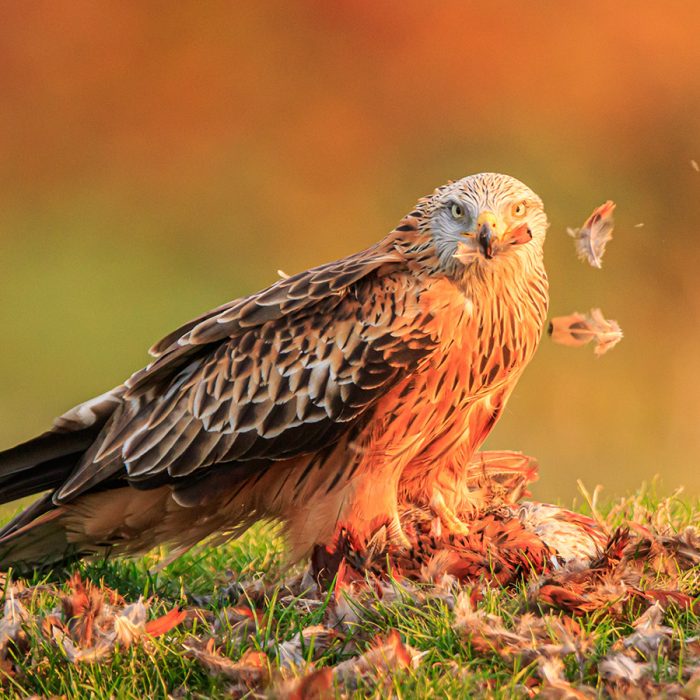 Red Kite With Prey