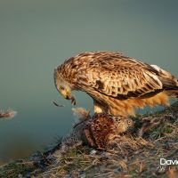 Red Kite on the Downs