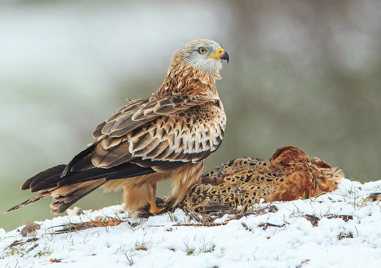 Red Kite in the Snow