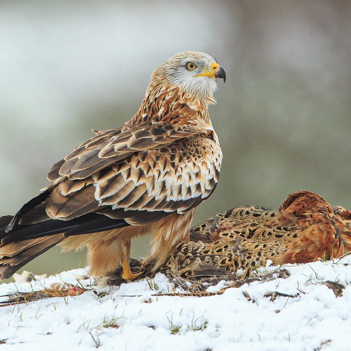 Red Kite in the Snow