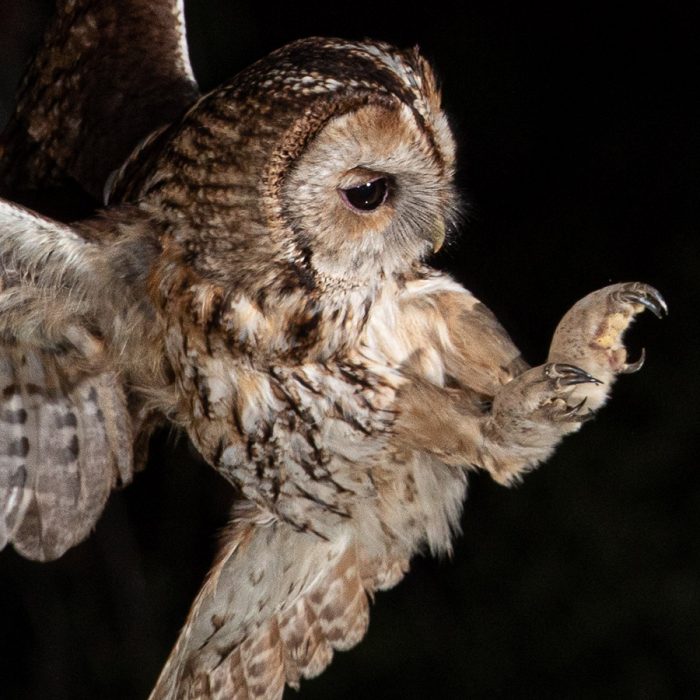 Tawny Owl Ready to Pounce