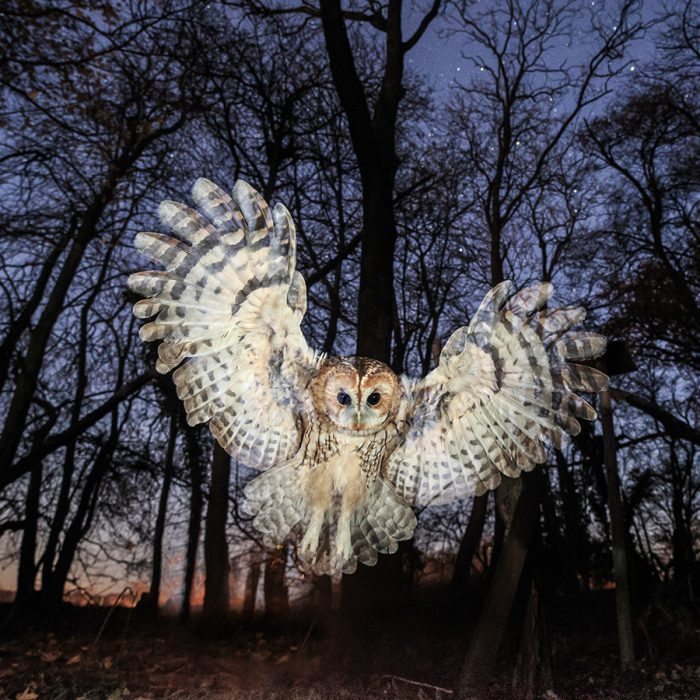 Tawny Owl Under the Stars