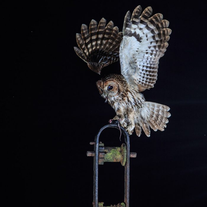 Tawny Owl With Prey