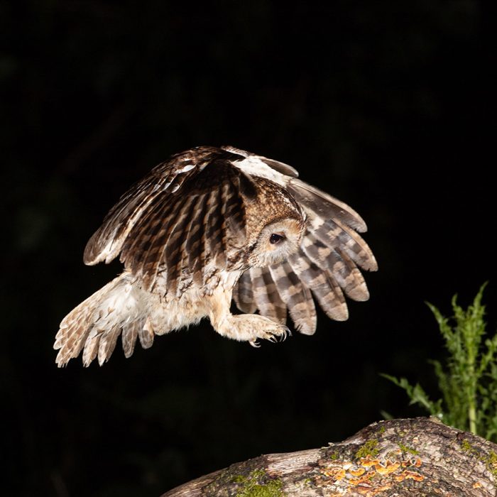 Owl Coming into Land