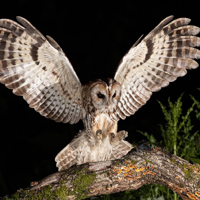 Tawny Owl Hunting