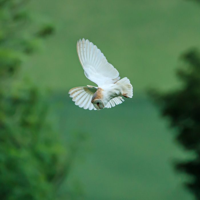 Barn Owl Hovering