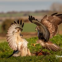 Sparring Buzzards on the Downs