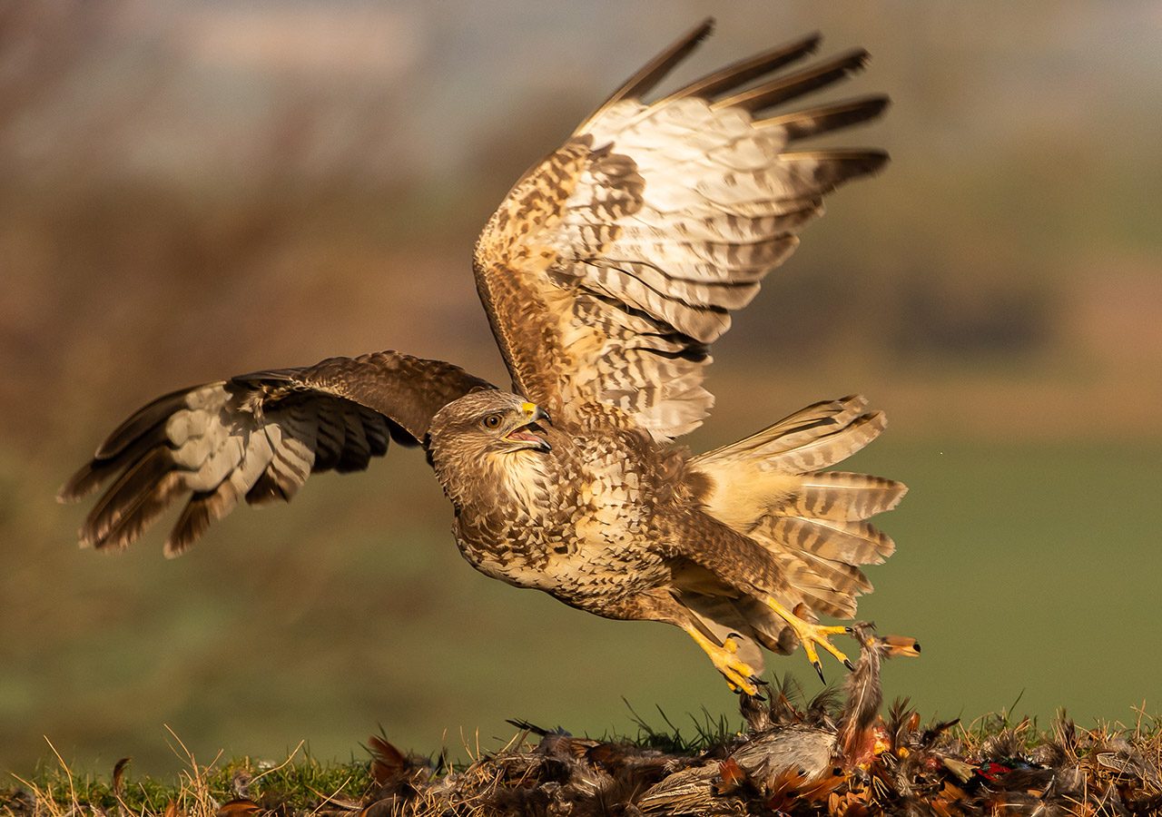 Buzzard Taking Flight