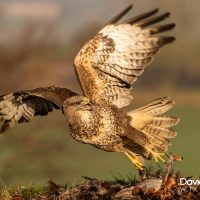 Buzzard Taking Flight