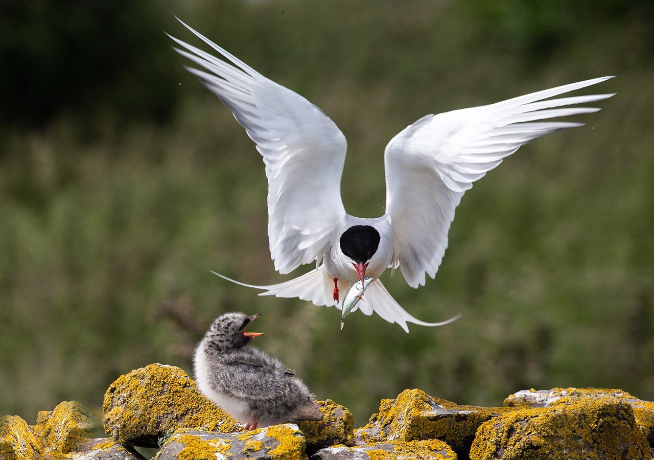 Adult Tern Feeding Chick