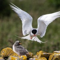 Adult Tern Feeding Chick