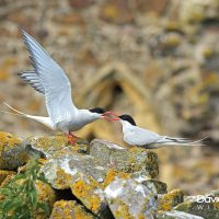 Arctic Terns Displaying