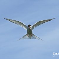 Arctic Tern Hovering