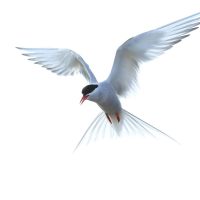 Arctic Tern Hovering (prt 4)