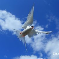 Arctic Tern Hovering (prt 2)