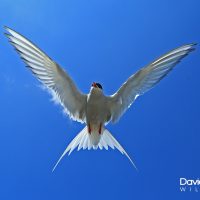 Arctic Tern Hovering (prt 3)